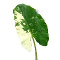 Alocasia odora Variegated